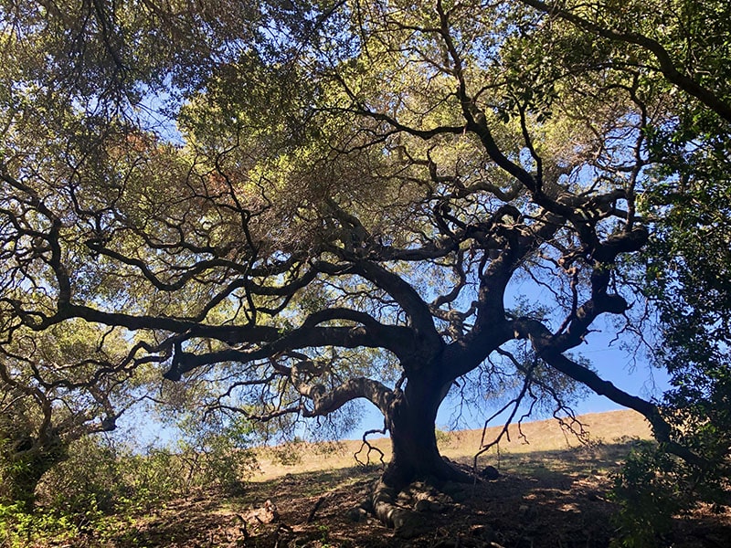 Magnificent Oak Tree in San Luis Obispo
